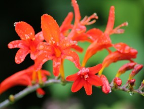 平谷花卉园艺与黑白装饰画花卉的交融之美黑白花卉装饰画设计