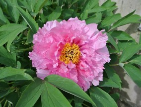 孙刚花卉，青山区室内花卉种类丰富之探青山区花卉市场